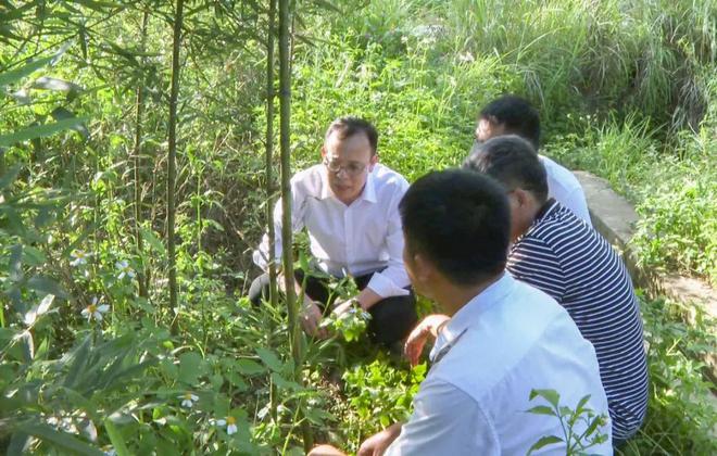 余浩学到巴马镇调研产业发展和耕地保护工作(图2)